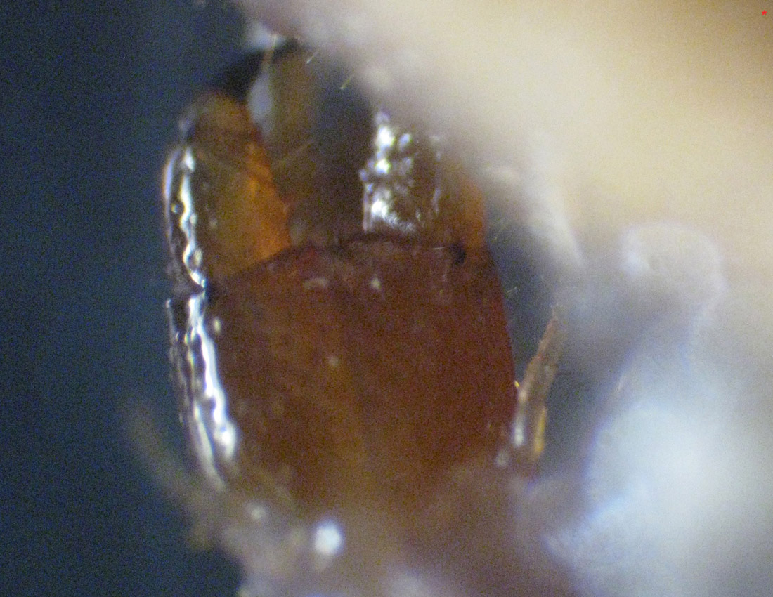 Pachymerium ferrugineum?